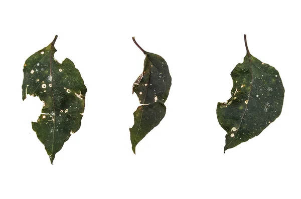 Jungle leaf vit bakgrund — Stockfoto