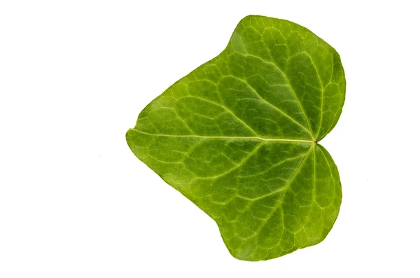 Dschungel Blatt weißer Hintergrund — Stockfoto