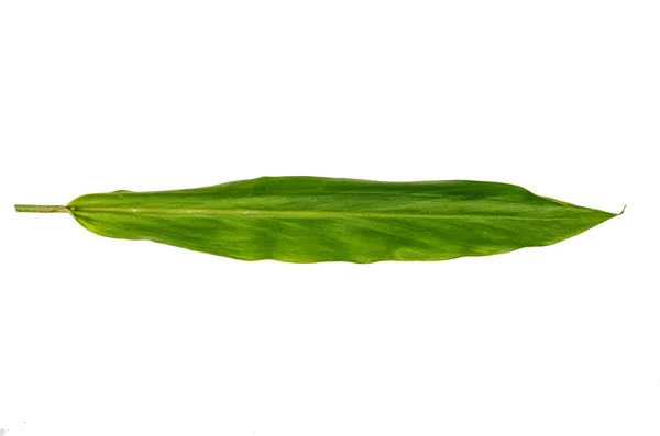 Jungle leaf white background — Stock Photo, Image