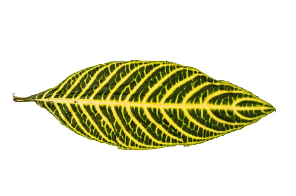 Jungle leaf white background — Stock Photo, Image