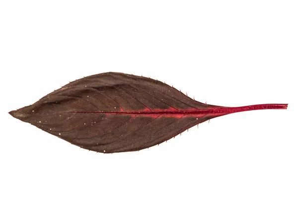 Dschungel Blatt weißer Hintergrund — Stockfoto