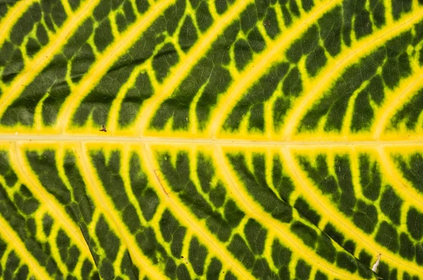 Leaf background close up — Stock Photo, Image