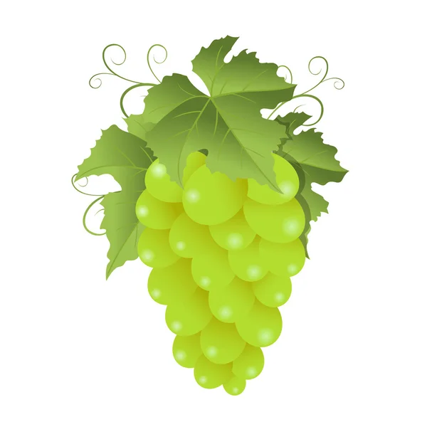 Groene druif — Stockvector