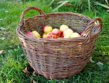 bir sepet elma çim ile