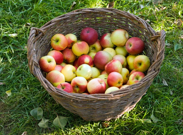 Apples in a basket Royalty Free Stock Photos