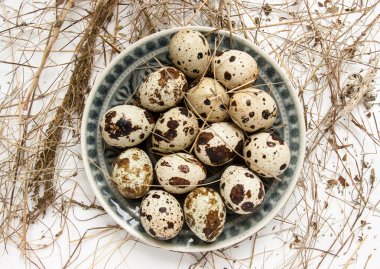 bıldırcın yumurtası