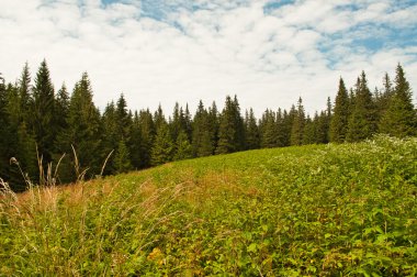 çam ormanları arasında yeşil çayır