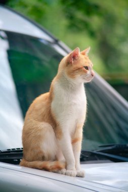 Kedi beyaz bir arabada oturuyor. .