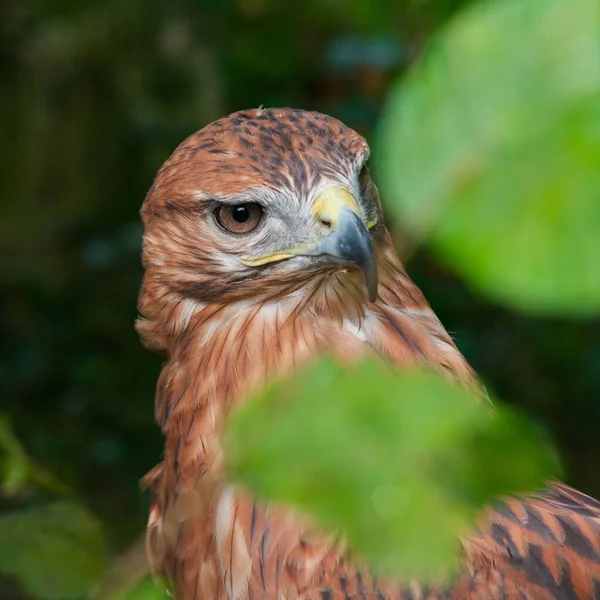 Wild Falcon Closeup Nature Portrait — Stock Photo, Image