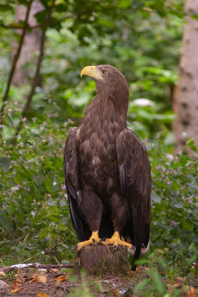 Adlergräber Park Der Natur — Stockfoto