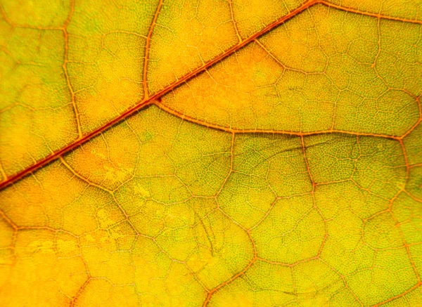 Fundo, textura folha de outono close-up — Fotografia de Stock