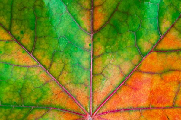 Fond, texture feuille d'automne gros plan — Photo