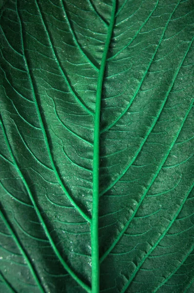 Fundo, textura folha de outono close-up — Fotografia de Stock