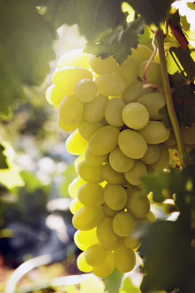 Um bando de uvas maduras — Fotografia de Stock