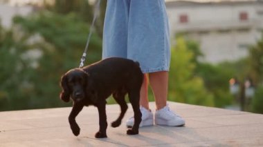 Yakışıklı siyah cocker spaniel kuyruğunu sallıyor caddedeki metresin yanında