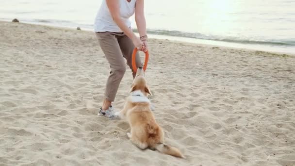 Fröhliche Reife Frau Spielt Mit Ihrem Corgi Strand — Stockvideo
