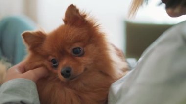 Evinde köpeğini okşayan kadının yakın plan görüntüsü.