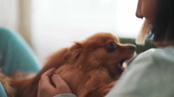 Visão Close Mulher Acariciando Seu Cão Positivo Casa — Vídeo de Stock