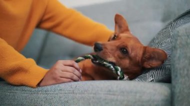 Kanepede köpeğiyle oynayan bir kadın.