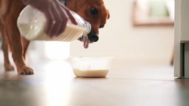 Köpek evde tabaktan süt yalıyor.