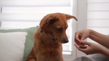 Pencerenin yanında köpeğini besleyen bir kadın.