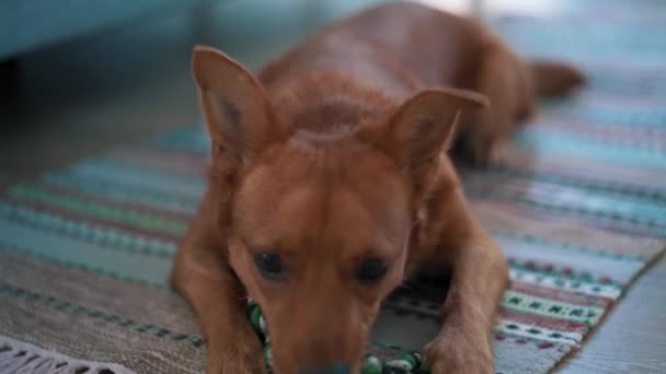 Όμορφος Σκύλος Παίζει Παιχνίδι Στο Πάτωμα — Αρχείο Βίντεο