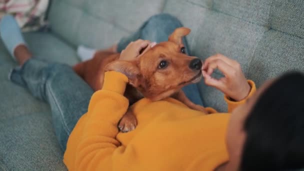 Γυναίκα Χαϊδεύει Τον Όμορφο Σκύλο Της Στον Καναπέ — Αρχείο Βίντεο
