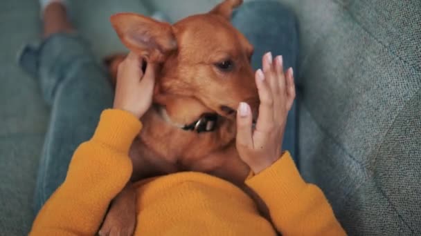 Σκύλος Γλείφει Χέρια Του Ιδιοκτήτη Του Στον Καναπέ — Αρχείο Βίντεο