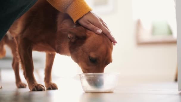 Γυναίκα Χαϊδεύει Σκύλο Της Που Γλείφει Γάλα Από Πιάτο Στο — Αρχείο Βίντεο