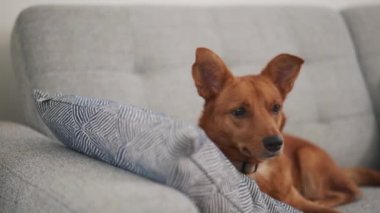 Yakışıklı köpek evdeki kanepede başını çeviriyor.