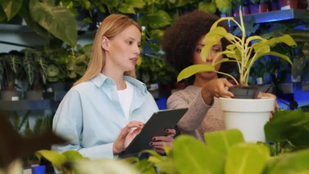 Två Leende Kvinnliga Blomsterhandlare Ser Hur Man Transplanterar Blomma Till — Stockvideo