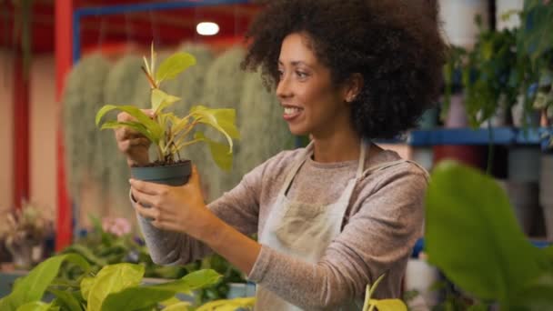 Leende Afrikansk Kvinna Florist Tittar Blommor Krukor Inomhus — Stockvideo