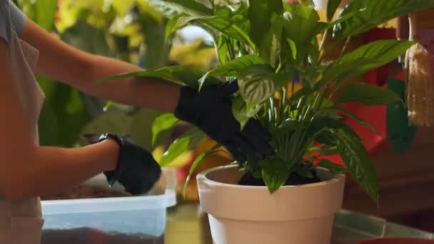 女性花屋の手は屋内の別の鍋に花を移植する — ストック動画