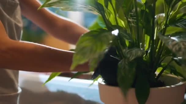 Mãos Florista Transplanta Uma Flor Outro Pote Dentro Casa — Vídeo de Stock