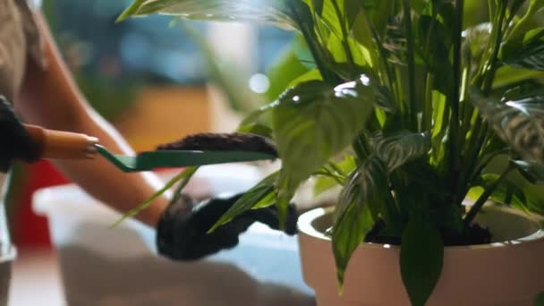 Vrouw Bloemist Handen Transplanteert Een Bloem Een Andere Pot Binnen — Stockvideo