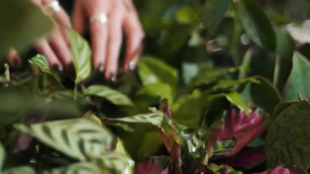 Feminino Florista Mãos Pegando Folhas Dentro Casa — Vídeo de Stock
