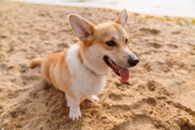 Sahilde kumsalda oynayan Corgi 'nin fotoğrafı.