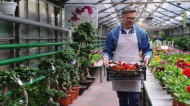 Neşeli gri saçlı çiçekçi, elinde çiçeklerle serada yürüyor.