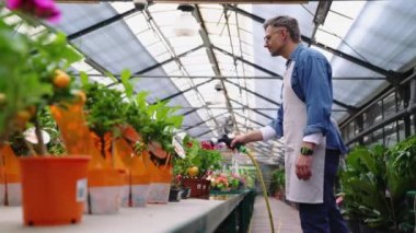 Serada çiçekleri sulayan kendine güvenen gri saçlı çiçekçi.