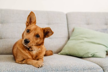 Ginger dog with collar looking at camera while lying on sofa at home