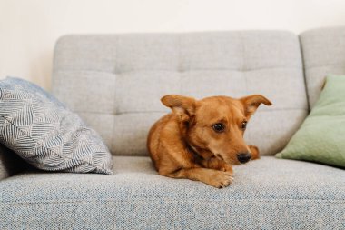 Ginger dog with collar looking aside while lying on sofa at home