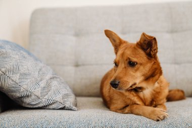 Ginger dog looking aside while lying on sofa at home