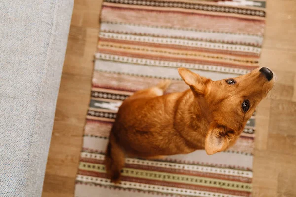 Ginger dog looking upward while sitting on carpet at home