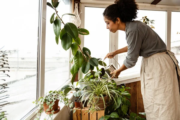 Young Black Woman Wearing Apron Watering Plants Window Home — ストック写真