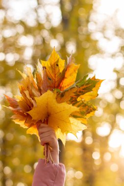 Sarı sonbahar yaprakları küçük kızın elinde