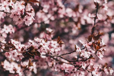 Güneşli bir günde çiçek açan şeftali ağacı.