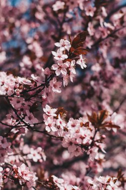Güneşli bir günde çiçek açan şeftali ağacı.