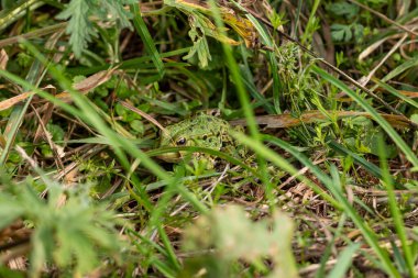 The green frog is sitting in the grass
