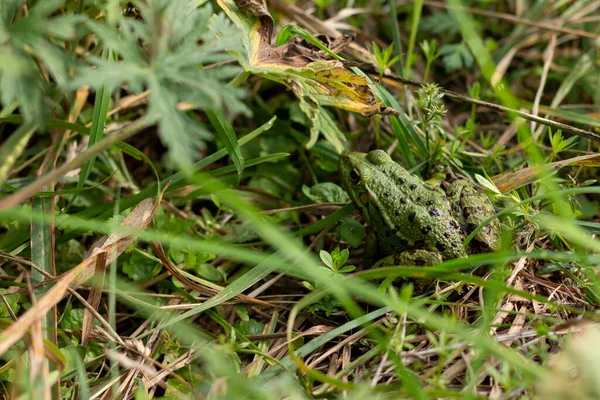 Зеленая Лягушка Сидит Траве — стоковое фото