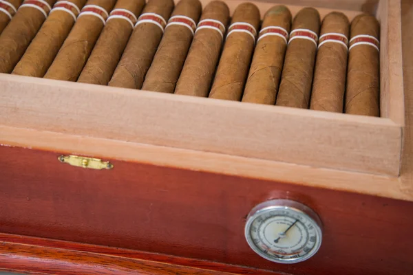 Cuban cigar and humidifier — Stock Photo, Image